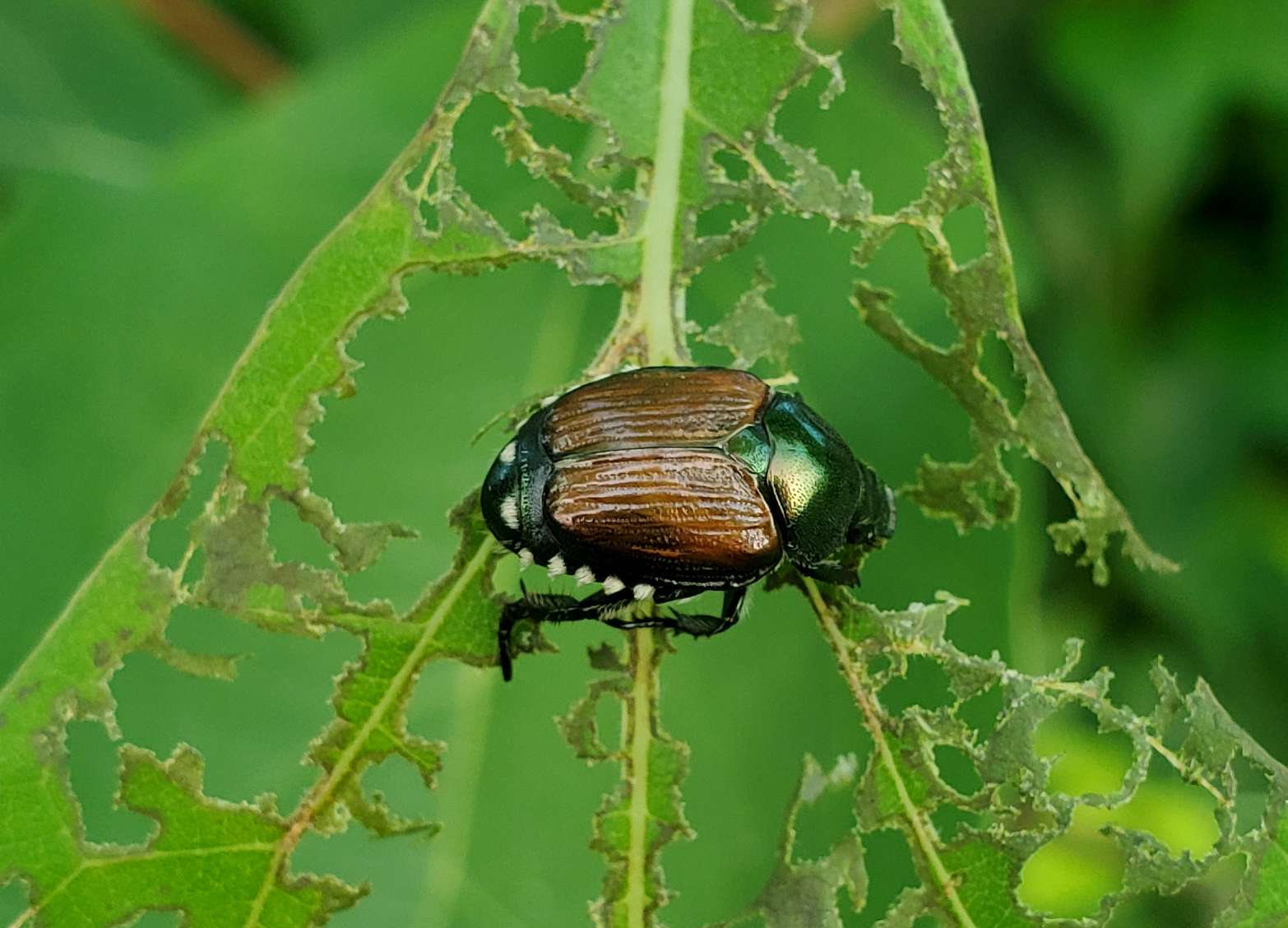 Japanese beetle on leaf.